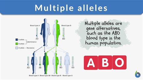 multiple alleles are common because.